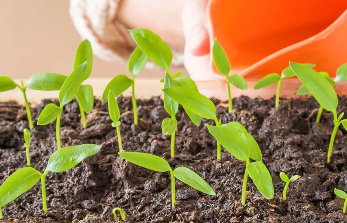 Коли починати садити городину: календар городника і інструкція для «чайників»