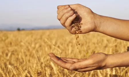 Війська РФ масово вивозять зерно з України – які наслідки це матиме
