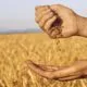 Війська РФ масово вивозять зерно з України – які наслідки це матиме