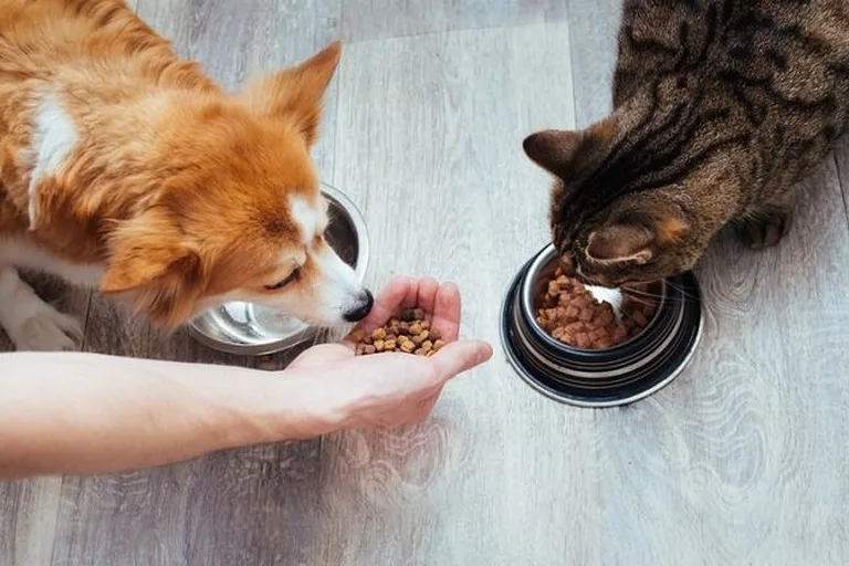 Корм для котів і собак – чим відрізняється і чи можна давати тваринам будь-який 