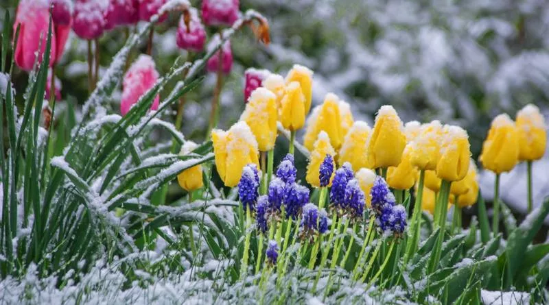 У більшості областей України очікуються заморозки на початку травня