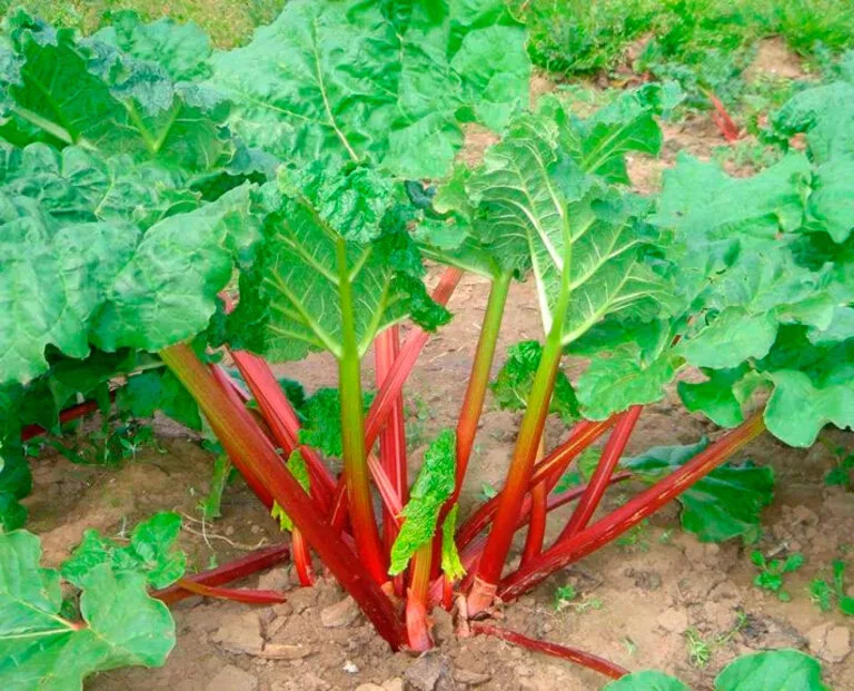 6 отруйних рослин, які можуть причаїтися на вашому городі (фото)