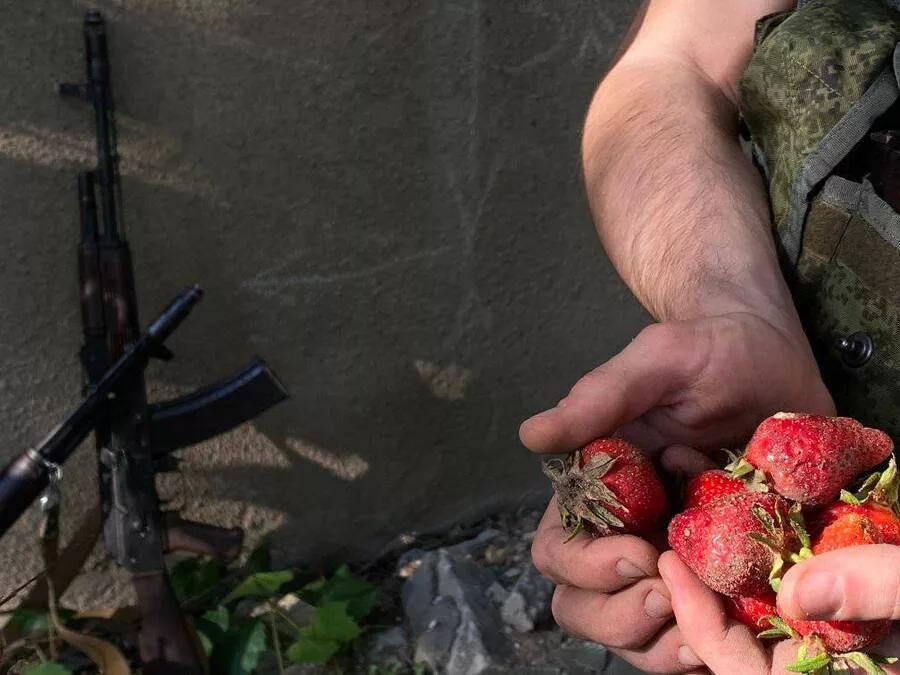 Окупанти влаштовуються до місцевих збирати полуницю на Херсонщині