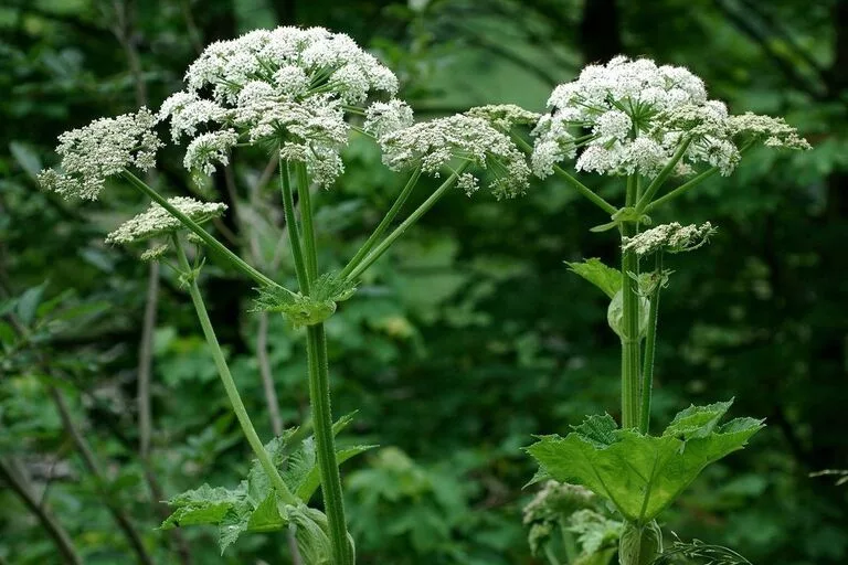 6 отруйних рослин, які можуть причаїтися на вашому городі (фото)