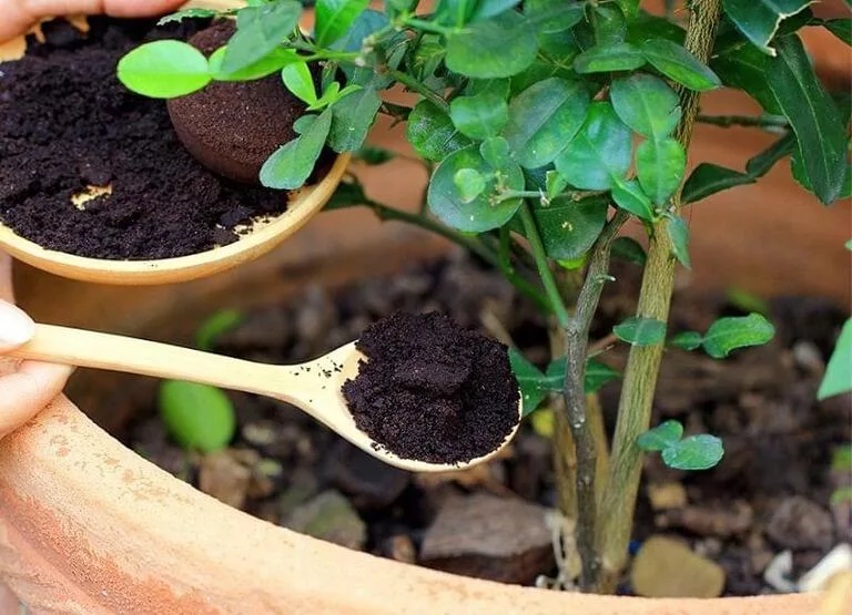 Як використовувати кавову гущу у якості добрива на городі