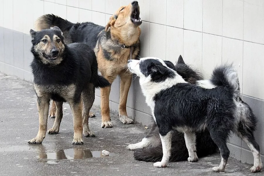В Україні можуть заборонити розведення та продаж собак і котів