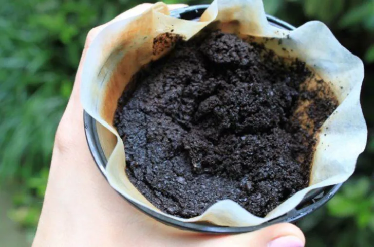 Як використовувати кавову гущу у якості добрива на городі