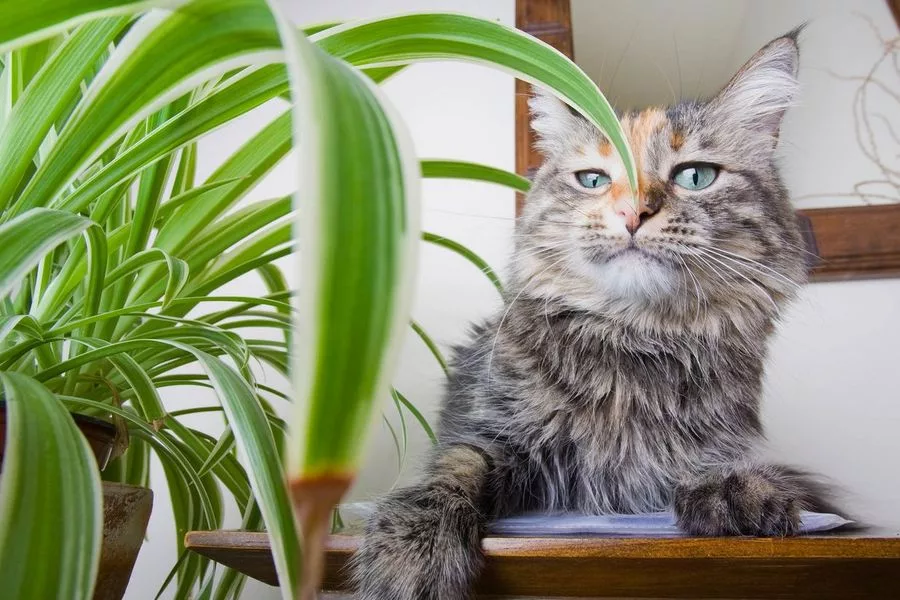 9 комнатных растений, которые опасны для кошек