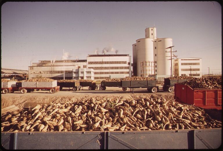 TRUCKLOADS OF SUGAR BEETS WILL BE PROCESSED AT THE HOLLY SUGAR CORPORATION PLANT NEAR BRAWLEY IN THE IMPERIAL VALLEY NARA 548983
