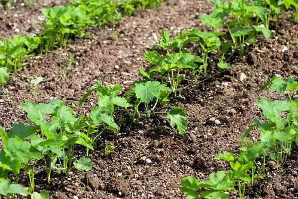 Выращивание овощей в открытом грунте - советы и рекомендации