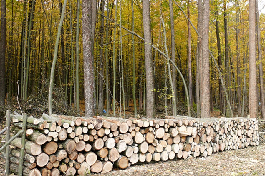 Потрібно 10-15 тисяч: ціни на дрова в Україні, які дрова обрати і скільки необхідно