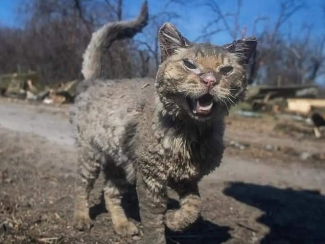 обгорілий від обстрілів на Київщині кіт