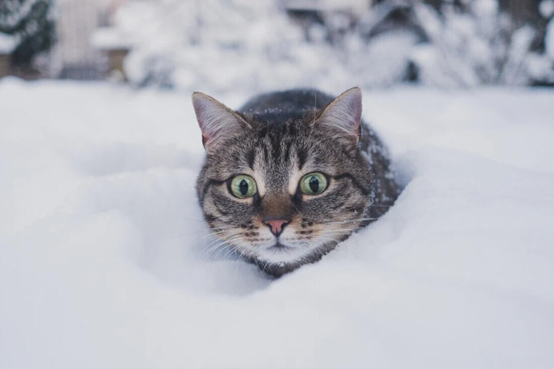 Україну засипить снігом