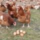 Чи відновить роботу Чорнобаївська птахофабрика, через зупинку якої подорожчали яйця