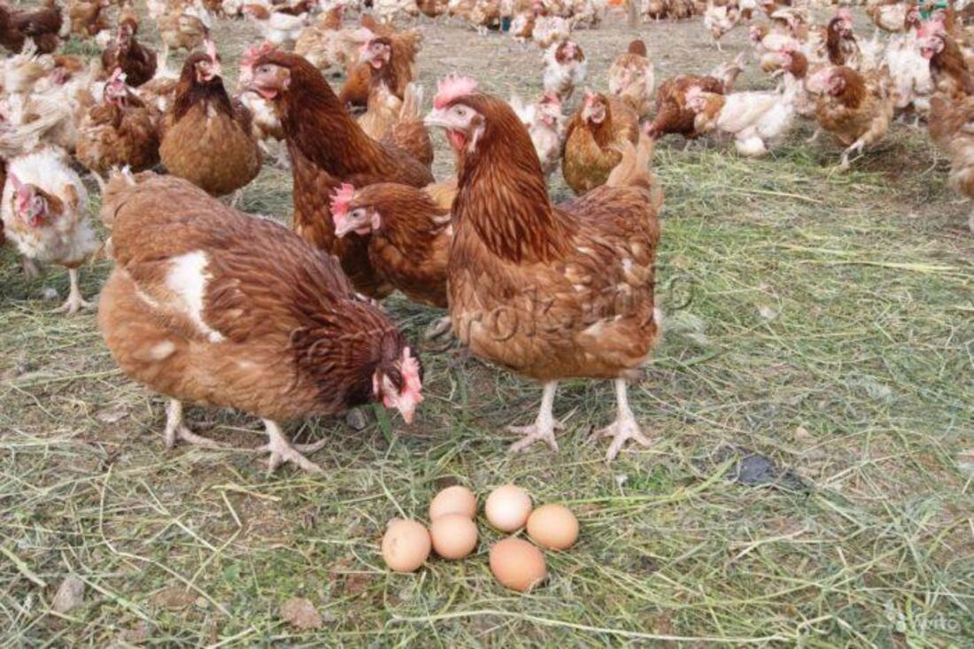Чи відновить роботу Чорнобаївська птахофабрика, через зупинку якої подорожчали яйця