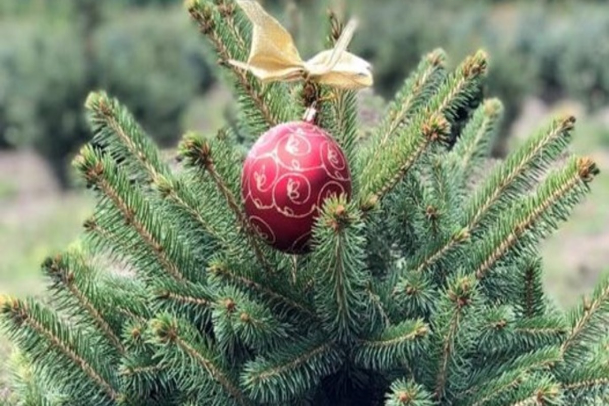 Які ціни на новорічні ялинки і де можна купити в Києві