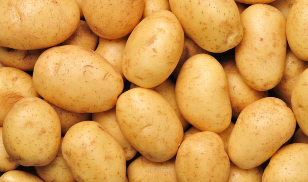 В Україні здорожчала картопля: скільки коштує кілограм