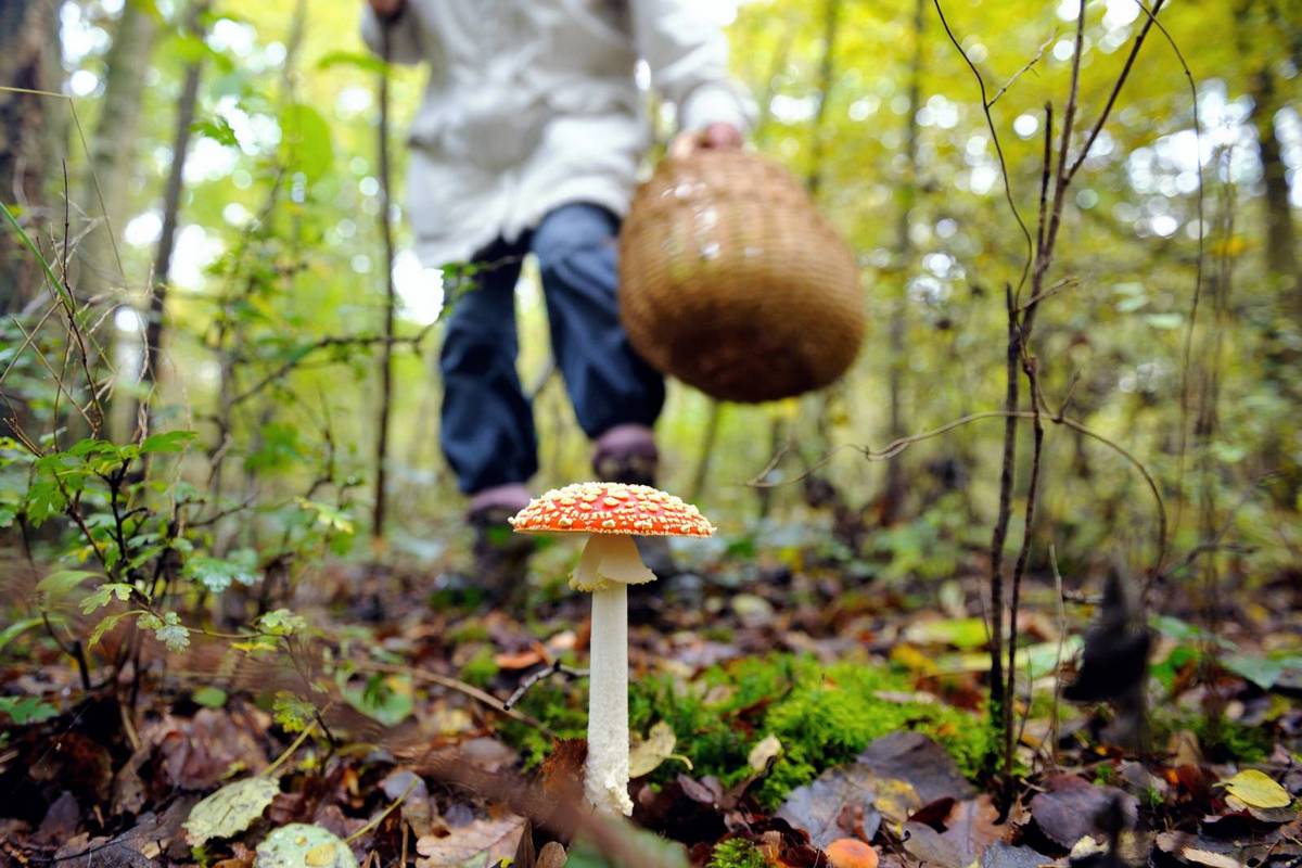 Отруєння грибами - в Одесі 17-річна дівчина потрапила в реанімацію через вживання грибів