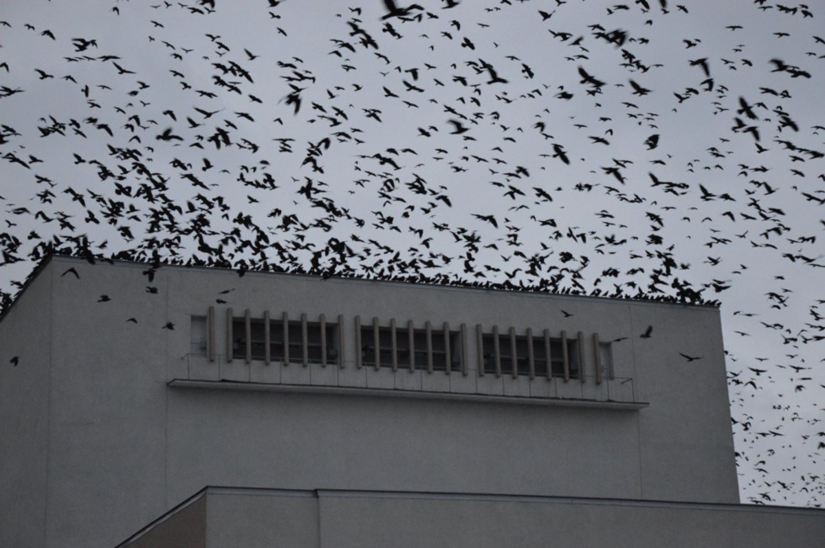 Над Києвом кружляють зграї чорних птахів - що це за загадкові скупчення і до чого тут конспірологія