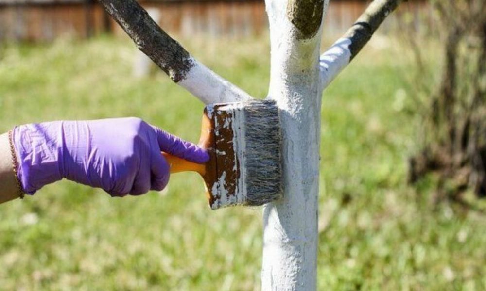 Як потрібно насправді білити дерева, щоб захистити від шкідників