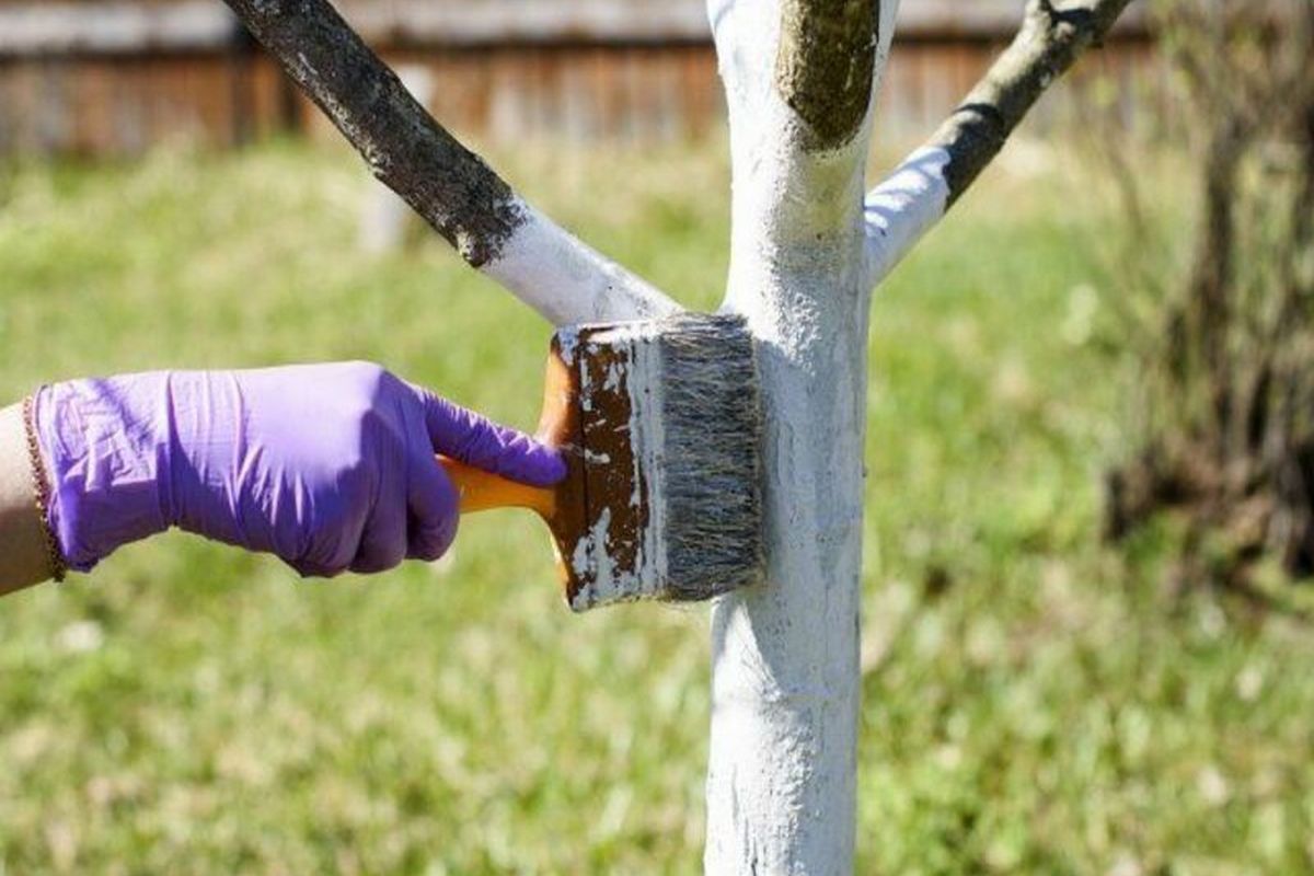 Як потрібно насправді білити дерева, щоб захистити від шкідників