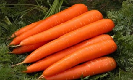 садити моркву