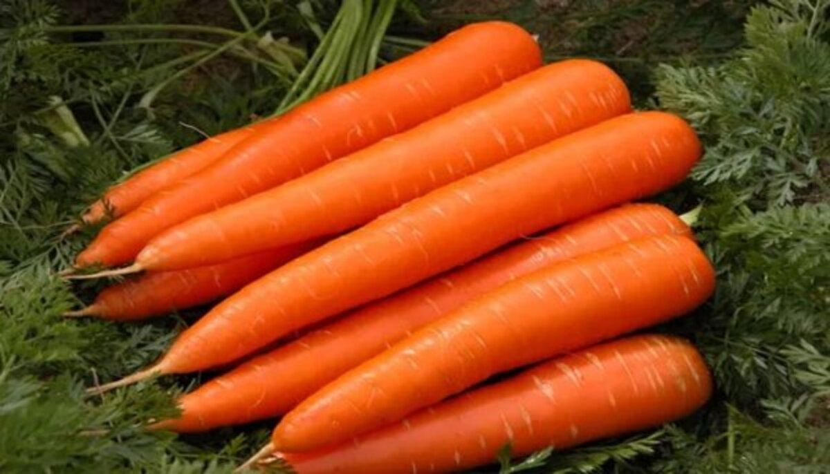садити моркву