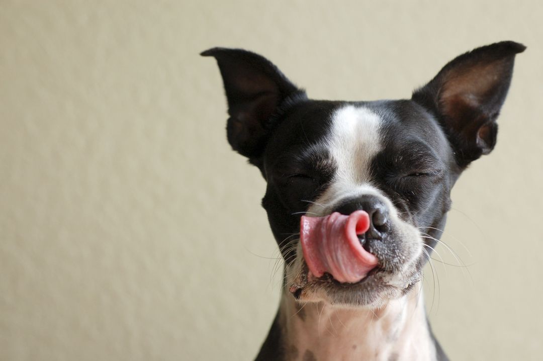 Лакомства для собак: побалуйте своего любимца вкусной и полезной вкусняшкой