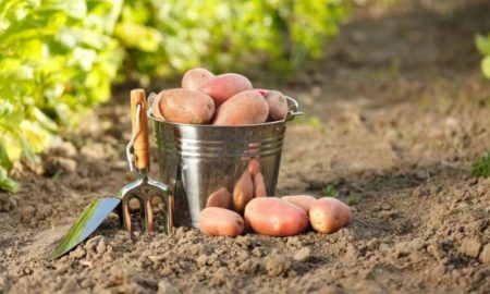 Коли садити картоплю навесні і як правильно це зробити