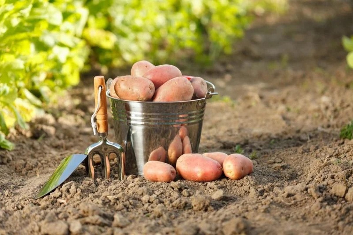 Коли садити картоплю навесні і як правильно це зробити