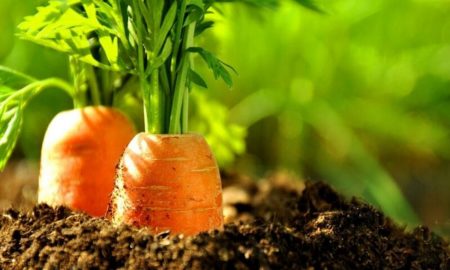 Як сіяти моркву, щоб вона зійшла і швидко вродила (відео)