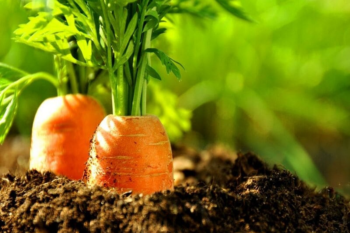 Як сіяти моркву, щоб вона зійшла і швидко вродила (відео)