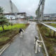 чорнобильських собак