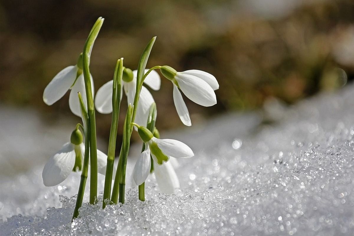Коли в Україну прийде справжня весна – прогноз погоди