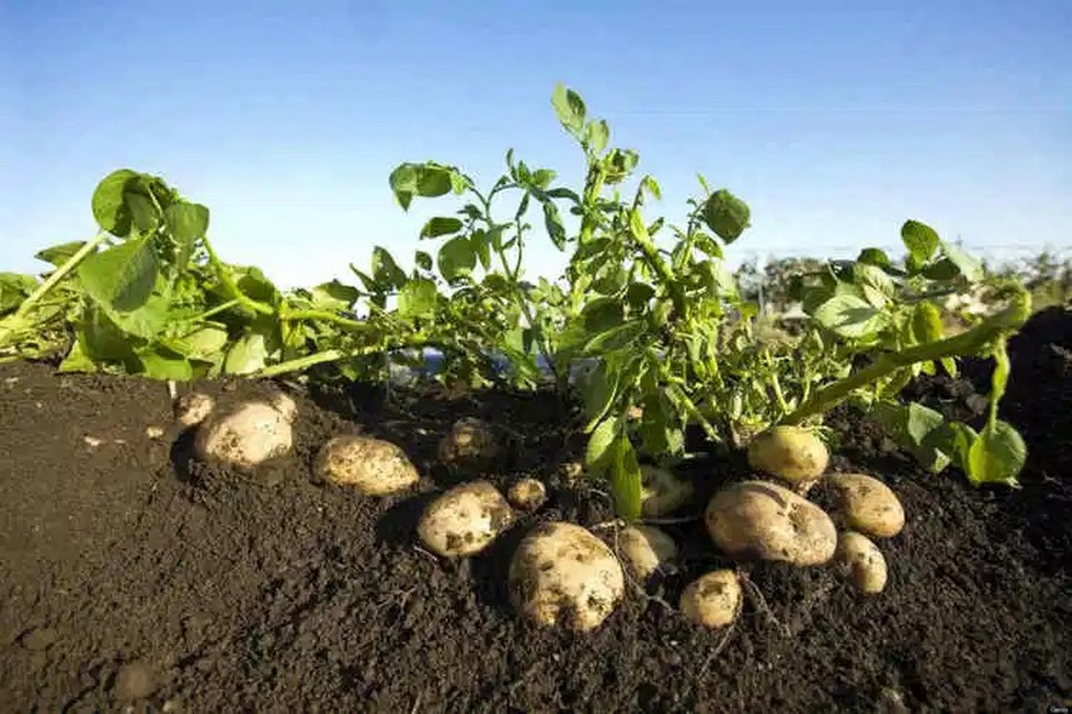 Коли і як правильно садити картоплю навесні — поради для гарного врожаю
