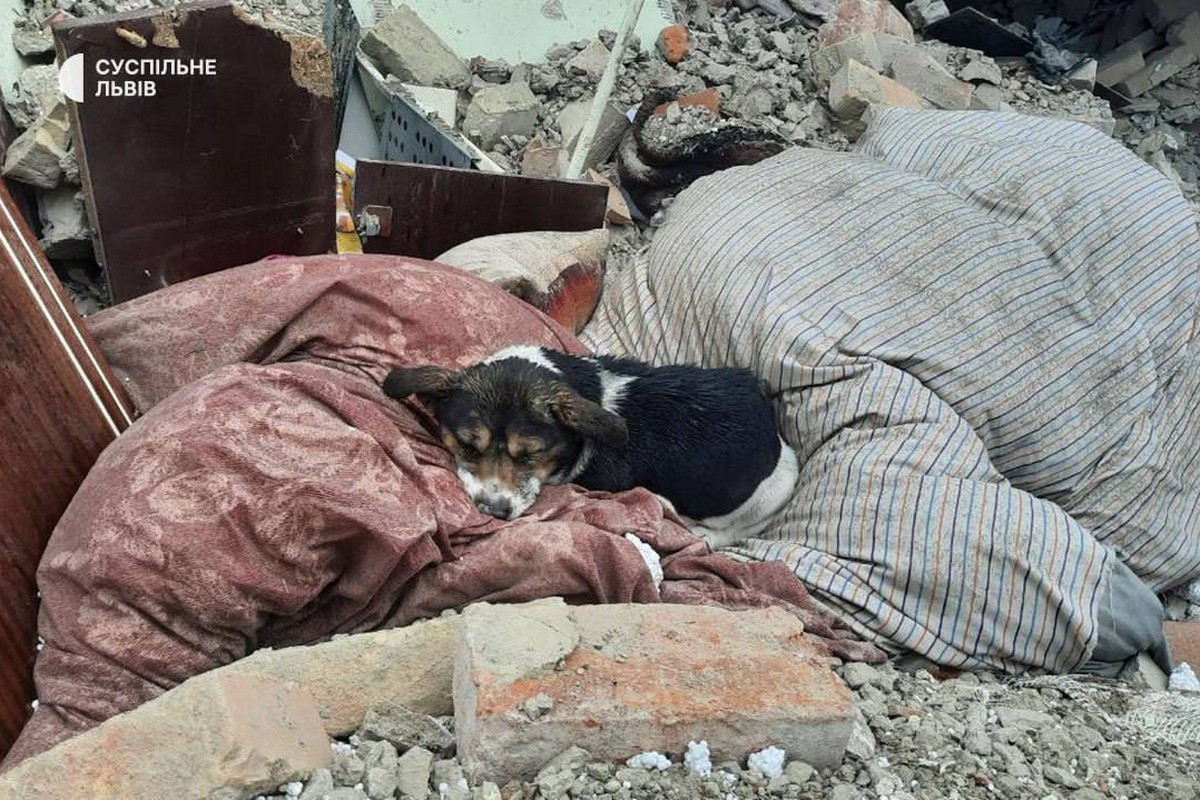 собака лежить на уламках зруйнованого російською ракетою будинку на Львівщині. Власники тварини загинули