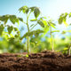 Вирощування розсади: 6 помилок, які можуть загубити ваш врожай