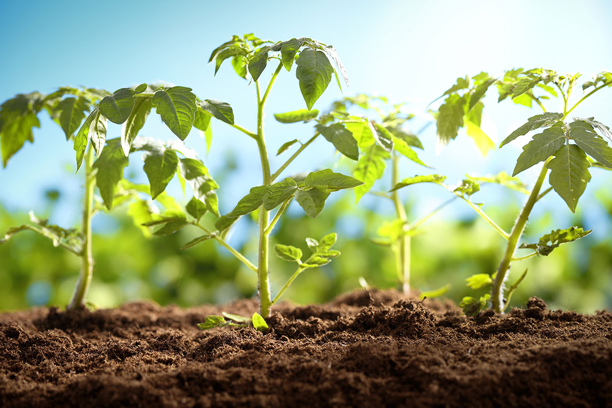 Вирощування розсади: 6 помилок, які можуть загубити ваш врожай