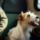 Як подорожувати з тваринами потягом – правила нагадали в Укрзалізниці