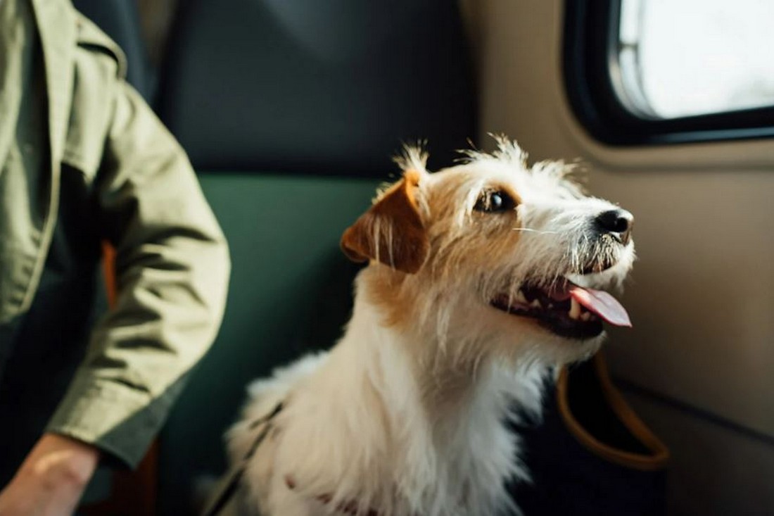 Як подорожувати з тваринами потягом – правила нагадали в Укрзалізниці