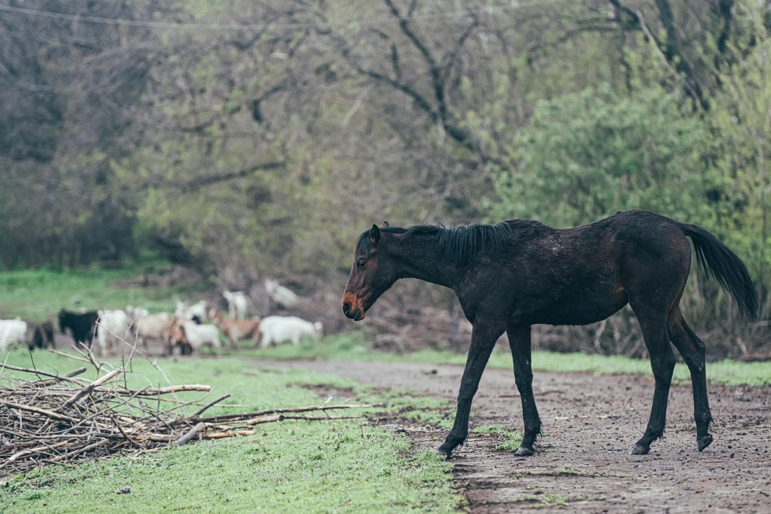 Біля Авдіївки розбомбили ферму, у живих залишились 12 коней – потрібна допомога!