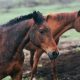 Біля Авдіївки розбомбили ферму, у живих залишились 12 коней – потрібна допомога!