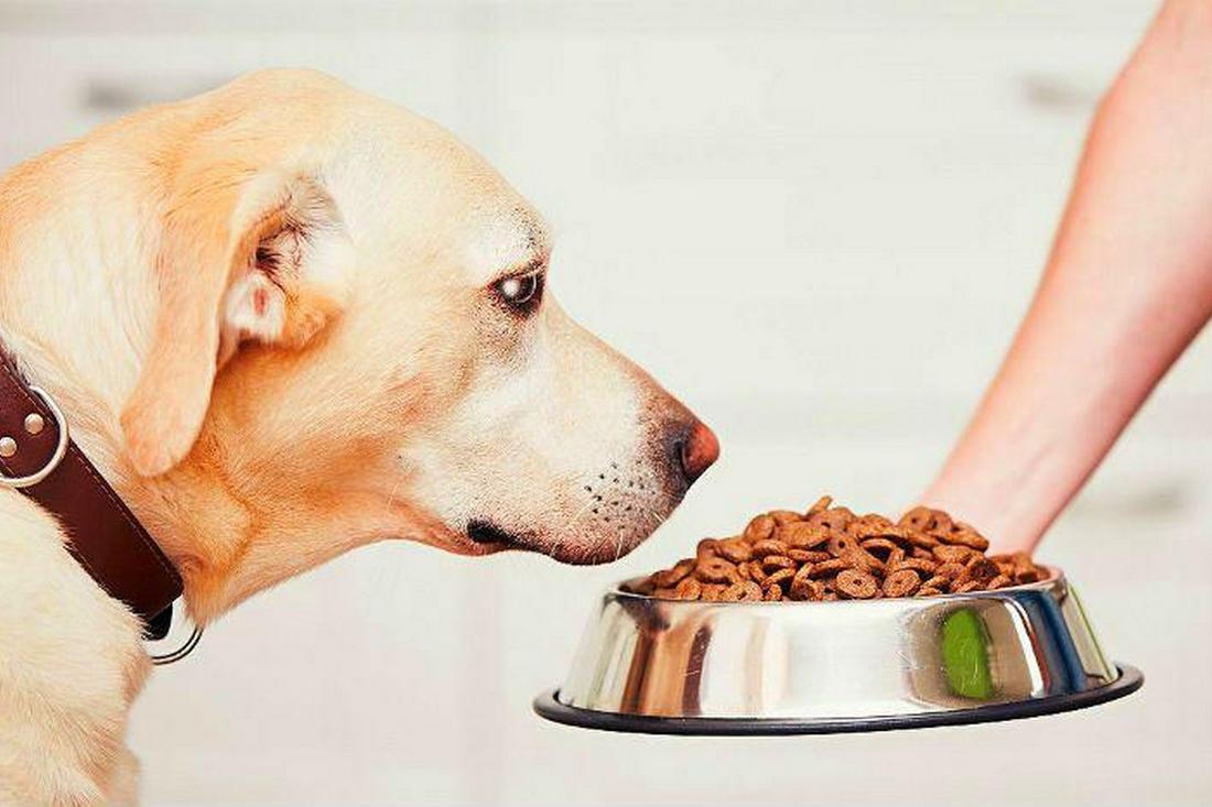 Смертельно  небезпечно - чим не можна годувати собак
