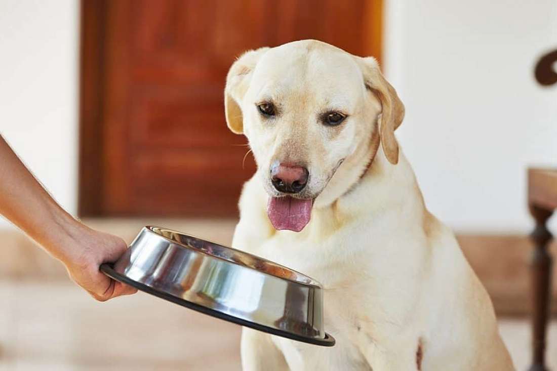 Каша для собак - 5 круп, які не можна давати домашнім улюбленцям