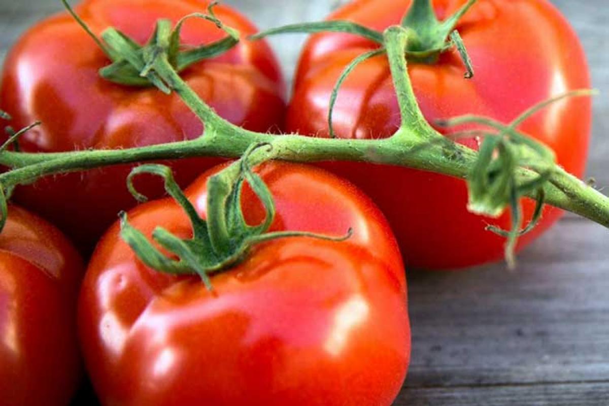 Як доглядати помідори, щоб були великими і соковитими – 3 правила вирощування