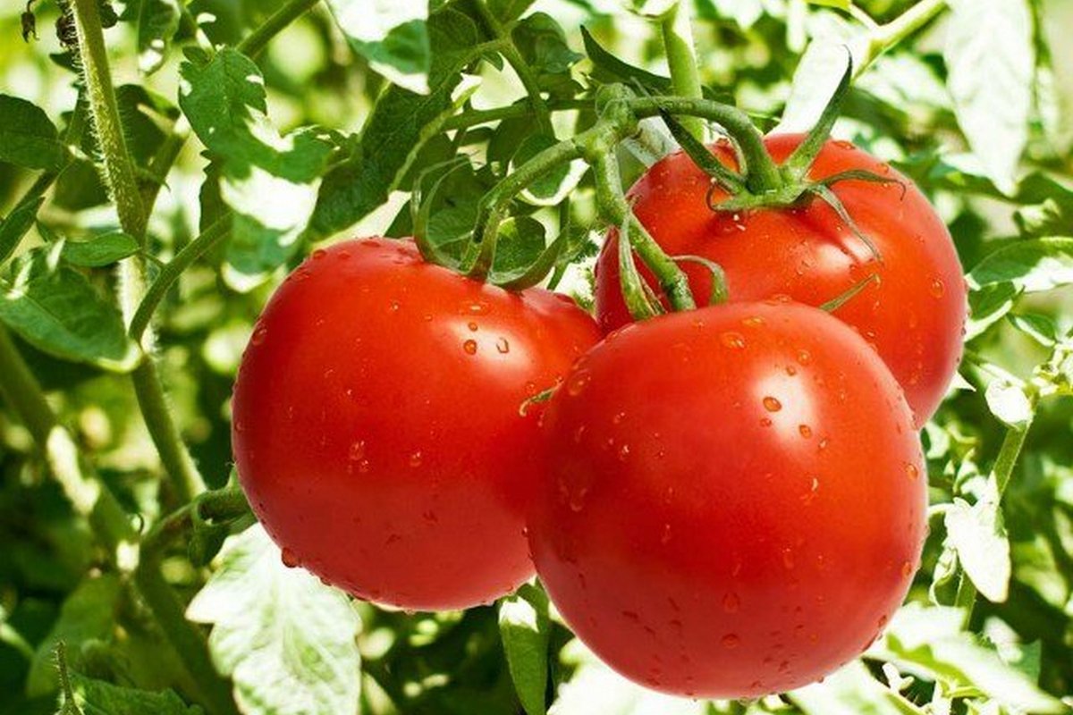 Як доглядати помідори, щоб були великими і соковитими – 3 правила вирощування