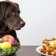 Смертельно небезпечно - чим не можна годувати собак