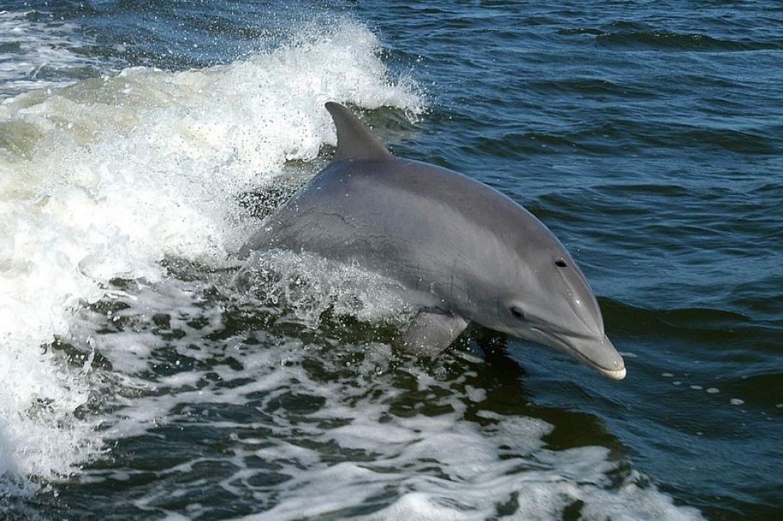 масова загибель дельфінів у Чорному морі - еколог розкрив шокуючі дані