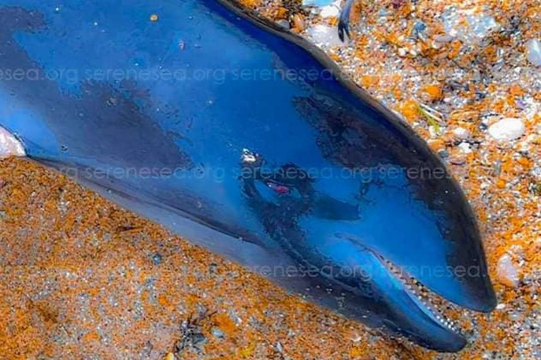масова загибель дельфінів у Чорному морі