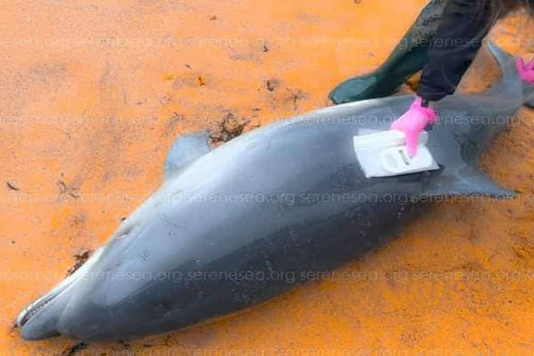 еколог розповів про масову загибель дельфінів